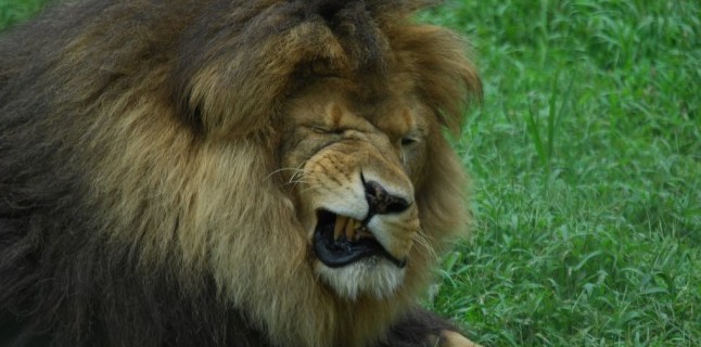 lion scowl facial expression